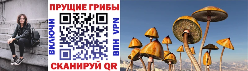 Купить где  Химки  Галлюциногенные грибы Cubensis 
